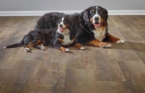 Best Flooring for Pets: What Actually Holds Up