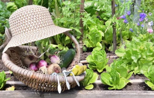 How to Start a Vegetable Garden at Home in 2026