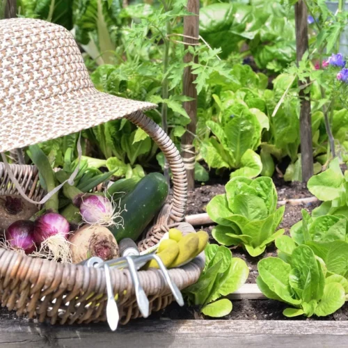 start a vegetable garden