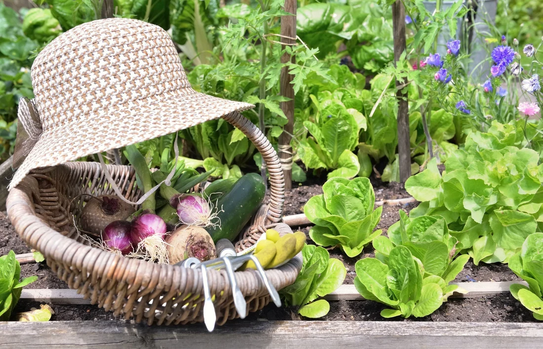 start a vegetable garden